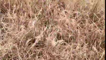 ಕಂಪ್ಲಿ: ತಾಲ್ಲೂಕಿನ ಸೋಮಲಾಪುರದಲ್ಲಿ ಭತ್ತದ ಗದ್ದೆಗೆ ಬೆಂಕಿ, ಬೆಳೆ ನಾಶ
