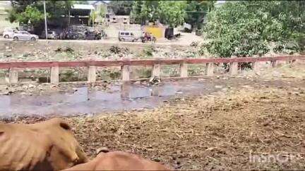 ભાણવડ: ભાણવડ ફલકું નદી પાસે 10 દિવસથી સફાઈ ન થતા લોકોમાં રોષ 
#jansamsaya