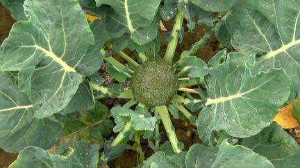मुंगेर ज़िले की महिला किसान कर रही हैं ब्रोकोली (brocolli) की खेती.. जानें आईएसएसए खेती का तरीक़ा और क्या है इसे करने के लाभ ।