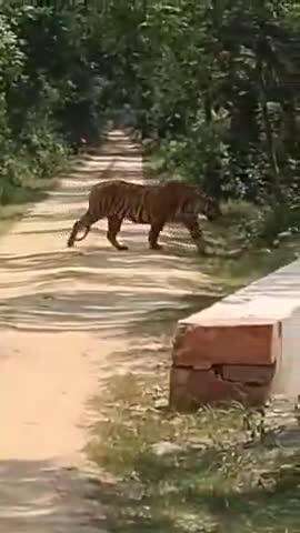 बीसलपुर: पीलीभीत टाइगर रिजर्व के जंगल में पर्यटकों की गाड़ी के आगे चहल कदमी करते हुए देखे गए दो टाइगर