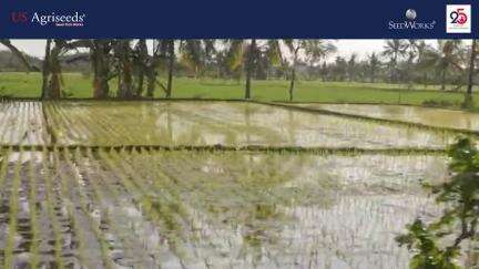 US362 Hybrid Paddy 
कहां पड़े हो चक्कर में कोई नहीं है टक्कर में