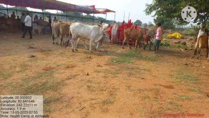 ନୂଆପଡା: ଅମଲା ପାଲି ଗ୍ରାମରେ  ପ୍ରାଣୀ ଚିକିତ୍ସା ଶିବିର ଅନୁଷ୍ଠିତ