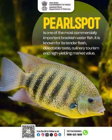 "PEARLSPOT – Where Taste Meets Opportunity!
A prized brackish water fish, Pearlspot is renowned for its tender flesh, delicious flavor, and high market value."
#Pearlspot #FisheriesIndia #BlueEconomy