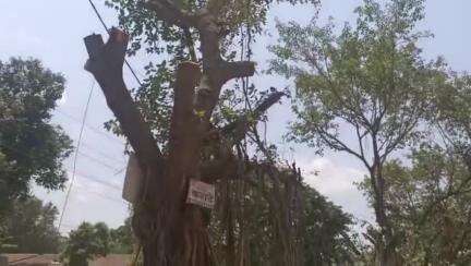 सातारा: Iसदरबाजारात सिव्हील हॉस्पिटलच्या पाठीमागे रस्त्याच्या कडेची झाडे तोडणाऱ्यावर कारवाई करावी
#jansamasya