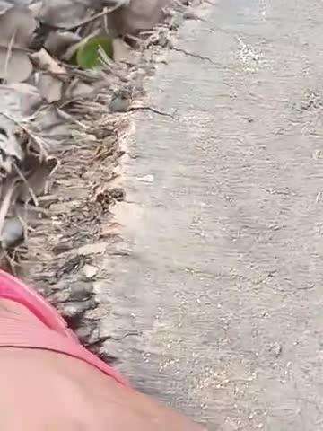 बिहार  और अमेरिका मेंस मेंटर