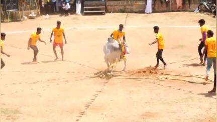 காரைக்குடி: அரண்மனை சிறுவயலில் கோவில் பூச்செரிதழ் விழாவை வடமாடு மஞ்சுவிரட்டு போட்டி