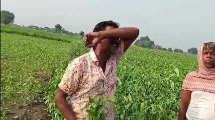 নওদা: নওদায় শিলাবৃষ্টিতে পাট গাছ ভেঙে চাষীদের স্বপ্ন ছিন্নভিন্ন,কান্নায় ভেঙে পড়লেন কৃষক,সমস্যাই কৃষকরা #jansamasya