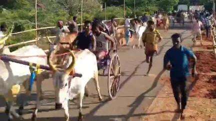 காரைக்குடி: சொக்கலிங்கம்புதூரில் சித்ரா பௌர்ணமி பொங்கல் விழாவை முன்னிட்டு இரட்டை மாட்டு வண்டி எல்லை பந்தயம், 21 மாட்டு வண்டிகள் பங்கேற்பு