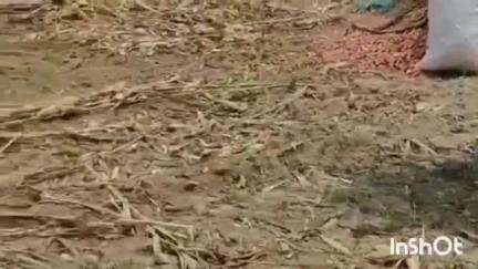 बंजरिया: प्रखंड क्षेत्र बंजरिया में सोमवार रात आई आंधी पानी से मक्का के किसानों का भारी नुकसान हुआ है #jansamasys
