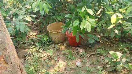 সামশেরগঞ্জ: জোতকাশি আমবাগান থেকে দুই বালতি তাজা বোমা উদ্ধার করলো পুলিশ, আতঙ্কিত এলাকার বাসিন্দারা