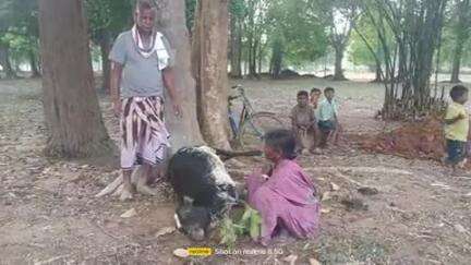 पालकोट टेगारिया।खिजुरटोली230 बारिश वज्रपात चपेट के आने से एक बैल की मौत हो गई परियोजना ने रो रो के बुरा हाल है