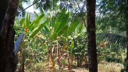 നിലമ്പൂർ: വന്യമൃഗ ശല്യം മൂലം ചാലിയാർ പഞ്ചായത്തിലെ മലയോര മേഖലയിലെ കർഷകർ പ്രതിസന്ധിയിൽ #localissue