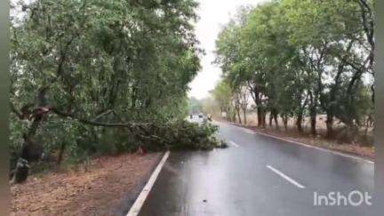 दर्यापूर: टवलार रोडवर वादळी वाऱ्यामुळे झाडांची पडझड; रस्ता बंद, वाहतूक कोलमडली
