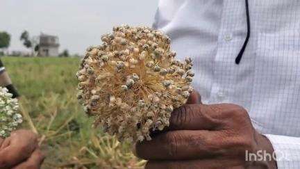 મોડાસા: કમાલિયા કંપા સહિતના વિસ્તારોમાં ડુંગળીના બિયારણને નુકસાન
#Jansamasya