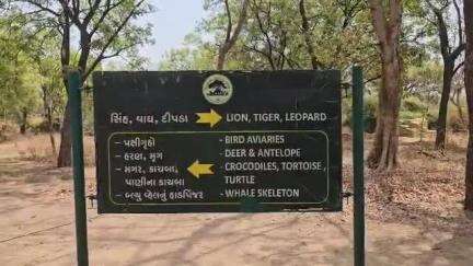 ગાંધીનગર: ઇન્દ્રોડા પાર્કમાં સ્વાતિ નામની સિંહણ ગર્ભવતી બે બચ્ચા ના ગર્ભમાં જ મોત