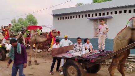 सूरजगढ़: काकोड़ा में डॉक्टर की बारात में परंपरा और आधुनिकता का संगम, सजे-धजे ऊंट-गाड़ियों पर निकली बारात