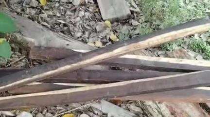 আলিপুরদুয়ার ২: কোহিনুর এলাকা থেকে চোরাই শাল কাঠ উদ্ধার বনদপ্তরের কর্মীদের