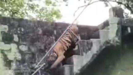 मानपुर: बाँधवगढ़ टाइगर रिजर्व में वॉच टावर की छत पर दिखा बाघ का शावक, सीढ़ियों से उतरकर जंगल की ओर गया; वीडियो आया सामने