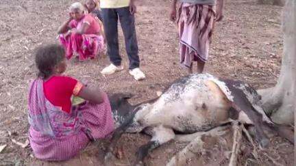 पालकोट: खिजूरटोली में वज्रपात से एक मवेशी की हुई मौत