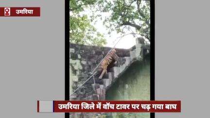 उमरिया जिले में वॉच टावर पर चढ़ा बाघ, जंगल की निगरानी के बाद सीढ़ियों से उतरा