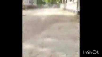 बदायूं: PWD गेस्ट हाउस के निकट सड़क किनारे फुटपाथ पर राष्ट्रीय पक्षी मोर का शव मिला