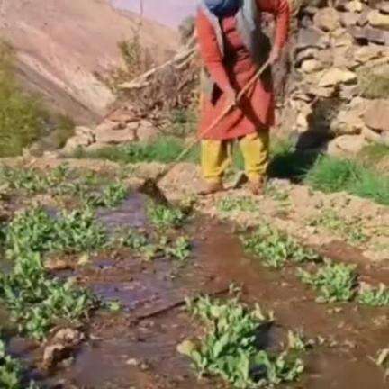 हंगरंग: किन्नौर के हांगो गाँव में किसानों को सूखे से मिली निजात, मटर के खेतों में सिंचाई का काम शुरू किया गया
