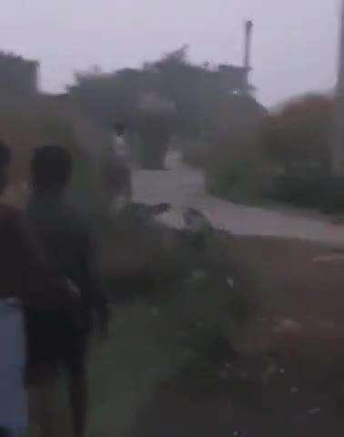दिघलबैंक: बिहारटोला कामत में जंगली हाथियों ने मचाया उत्पात, एक कच्चा घर क्षतिग्रस्त