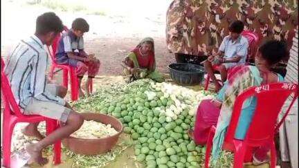 अक्कलकुवा: अवकाळी पावसामुळे सातपुड्यातील आमचूर व्यवसाय लांबणार;अक्काळीचा पावसाचा फटका : उत्पादन घटणार #jansamasya