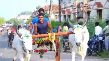 காரைக்குடி: ஒ. சிறுவயலில் சித்திரை தேர் திருவிழாவை முன்னிட்டு இரட்டை மாட்டு வண்டி எல்லை பந்தயம் -23 மாட்டு வண்டிகள் பங்கேற்பு