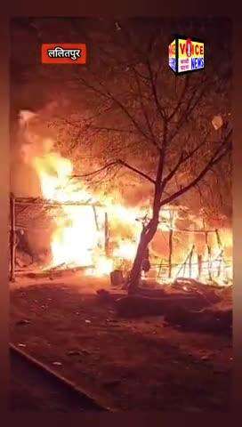 ललितपुर में एक झोपड़ी में आग से गाय बछड़े आग की चपेट में जख्मी हो गया #viral #fire #voicenewsplus