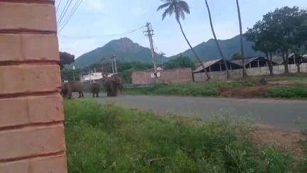 கோவை வடக்கு: சின்ன தடாகம் பகுதியில் குட்டிகளுடன் ஆறு யானை கூட்டம்