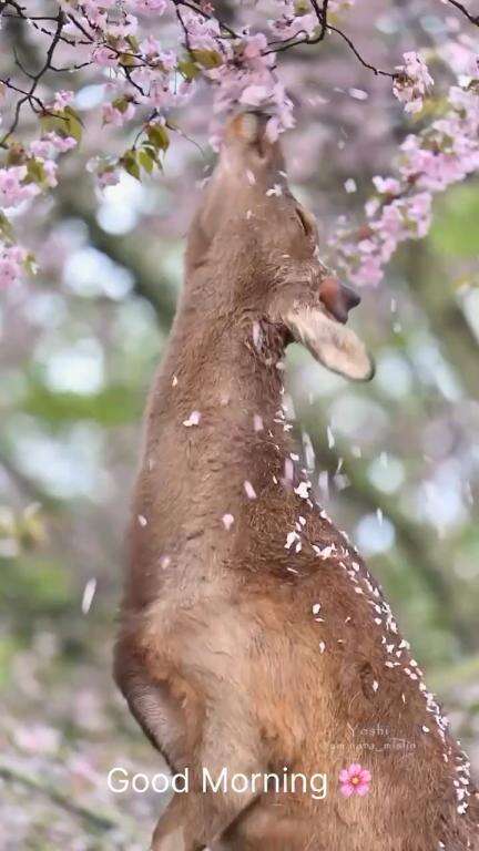 Good Morning 🌸
