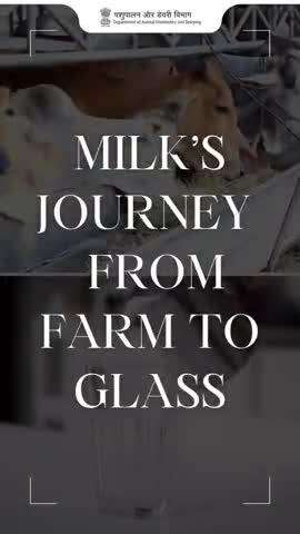 Milk’s Journey – From Farm to Glass 
From the gentle care of indigenous cows to the hygienic processing at modern dairy plants , every glass of milk tells a story of purity and nourishment
हर बूंद में सेहत, हर घूंट में पोषण!