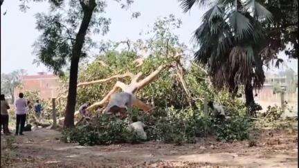 बिलग्राम: रूदामऊ में बाग में हो रहा हरे पेड़ों का कटान, जिम्मेदार लोग साधे हुए हैं मौन, वीडियो सोशल मीडिया पर वायरल
