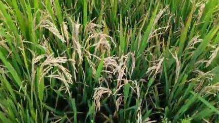 মঙলদৈ ভাগ: ধানৰ সলনি পথাৰত কেৱল পতান, পামবাৰীত ৫ সহস্ৰাধিক কৃষকৰ মাজত হাহাকাৰ #jansamasya
