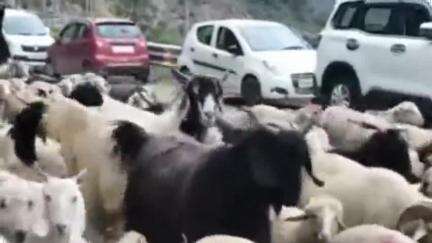 कल्पा: किन्नौर के भेड़ पालक निचले क्षेत्रों से ऊपरी क्षेत्रों की ओर रवाना, वाहन चालक सड़कों पर धीरे चलाएं वाहन: जिप्र