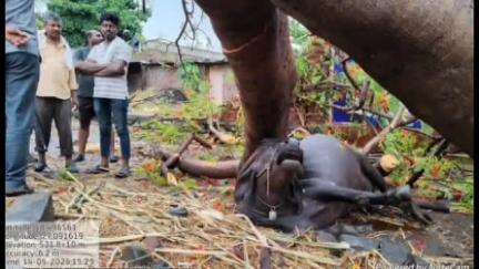 उदगीर: उदगीर तालुक्यात ठीक ठिकाणी वीज कोसळून जनावरे दगावली