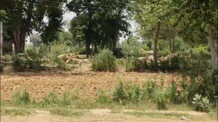 महावन: कस्बा महावन क्षेत्र के नूरपुर गांव में दर्जनों काटे गए हरे पेड़, एसडीएम ने जेसीबी मशीन और ट्रैक्टर ट्राली की बरामद