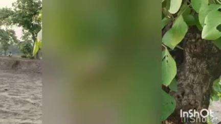 ब्यौहारी: ब्यौहारी के सरवाही कला गांव में नवविवाहिता ने फांसी लगाकर की आत्महत्या, मौके पर पहुंची पुलिस