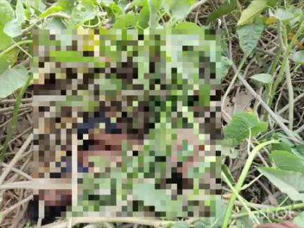 बल्देवगढ़: जनकपुर गांव में झाड़ियों में मिला 4 वर्षीय मासूम का शव, पुलिस कर रही जांच