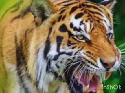 चिमूर: वाघाच्या हल्ल्यात महिला ठार सलग चार दिवसात सहावा बडी करबळा येथील घटना