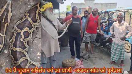संपेड़ा और स्नैक मैन  
अजगर सांप को स्नैक मैन ने बचाया