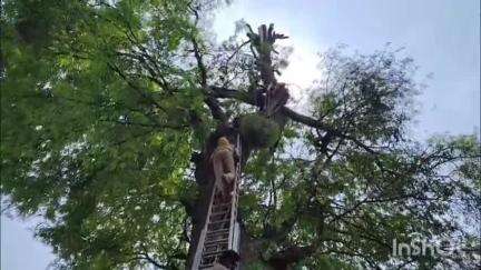 ಕಡೂರು: ದೊಡ್ಡ ಪಟ್ಟಣಗೆರೆ ಗ್ರಾಮದಲ್ಲಿ ಮರ ಕಡಿಯುವ ವೇಳೆ  ಕೊಂಬೆಗಳ ನಡುವೆ ಸಿಲುಕಿ ವ್ಯಕ್ತಿ ನರಳಾಟ, ಅಗ್ನಿಶಾಮಕದಳದ ಸಿಬ್ಬಂದಿಯಿಂದ ರಕ್ಷಣೆ