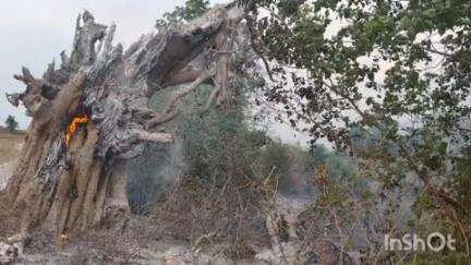 मनोहरपुर: बीडीओ और सीओ ने लक्ष्मीपुर में वज्रपात से झुलसी बिरसा हरित आम बागवानी योजना का किया मुआयना