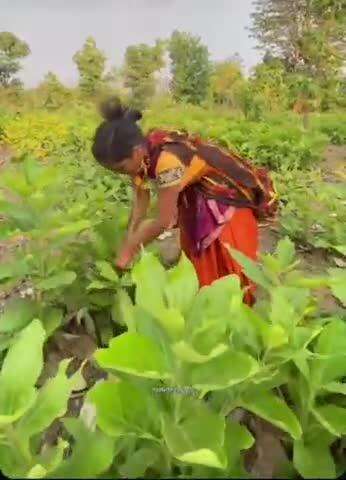 ओडगी: छत्तीसगढ़ के सीमावर्ती जंगल में मध्य प्रदेश के ग्रामीण तेंदूपत्ता की तुड़ाई कर रहे हैं, वन विभाग नहीं कर रहा कार्रवाई