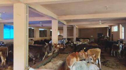 घुमारवीं: घुमारवीं विधानसभा चुनाव क्षेत्र के अंतर्गत आने वाले गांव पड़यालग में गौशाला इस समय गंभीर संकट का सामना कर रही है