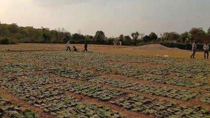 बड़ा मलेहरा: बड़ामलहरा में 105 फड़ों पर 14,680 मानक बोरा तेंदूपत्ता संग्रहण होगा