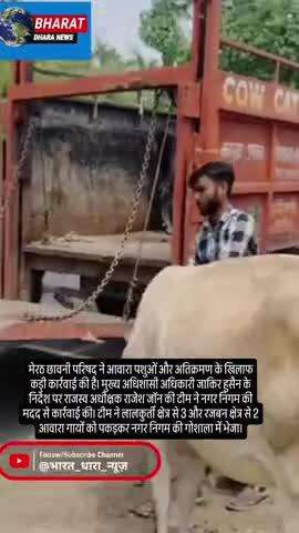 मेरठ कैंट बोर्ड की आवारा पशु और अतिक्रमण पर कार्रवाई: 5 गायों को गौशाला भेजा