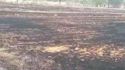 महाराजपुर: कलेक्टर के आदेश के बावजूद महाराजपुर तहसील के मटौधाबेसन में नरवाई जलाई जा रही है