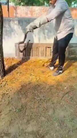 📞 9602470315 सांप पकड़ने वाले पाली, राजस्थान Snake Catchar Pali Rajasthan
